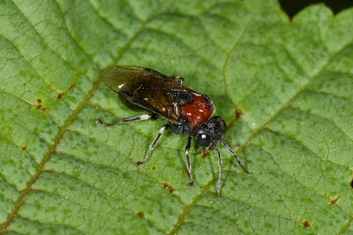 Tenthredinidae: Eriocampa ovata, femmina